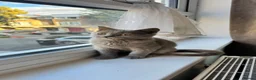 British Shorthair cats for sale: Beautiful Boy British Shorthairs for Sale  - Advert 6