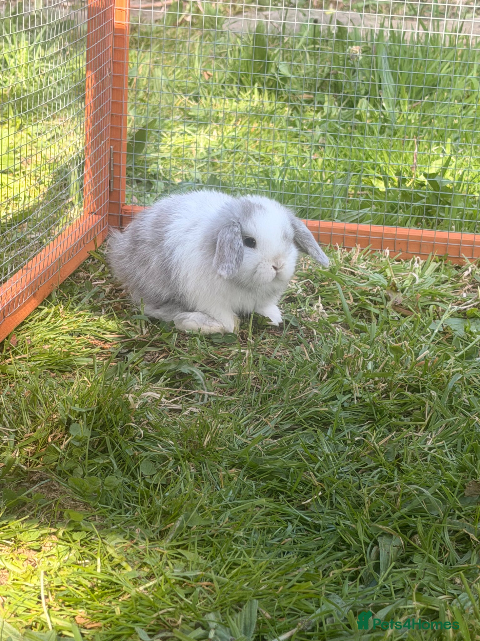 Mini Lop rabbits Mini lop bunnies  - Advert 1