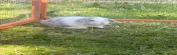 Mini Lop rabbits for sale: Mini lop bunnies  in Plymouth - Advert 1