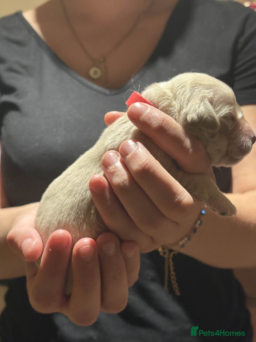 Golden Retriever dogs for sale: Golden Retriever Puppies for Sale - Image 9