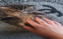 Mixed Breed cats for sale: Two Perdoll Female Kittens Looking for a Home - Image 15