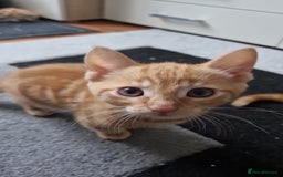 Dwelf cats for sale: Four gorgeous cats for sale - Image 7