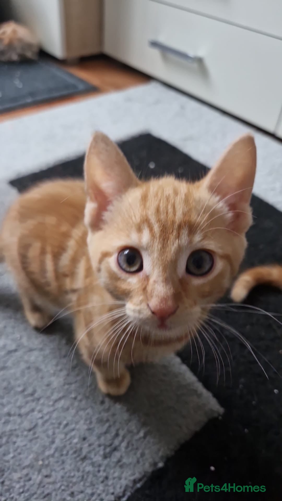 Dwelf cats for sale: Four gorgeous cats for sale - Image 7