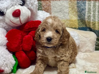Cockapoo dogs 1 gorgeous boys F1 Cockerpoo puppies - Advert 2