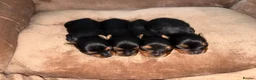 Yorkshire Terrier dogs for sale: Yorkshire terrier puppy’s  in Maidstone - Advert 3