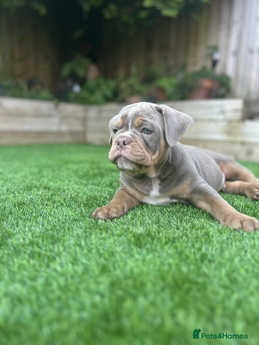 Olde English Bulldogge dogs for sale: 07496730941 - only 1 boy remaining  - Image 12