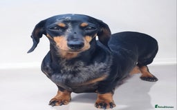 Miniature Dachshund dogs for sale: KC Daxi's health tested parents.READY - Image 33