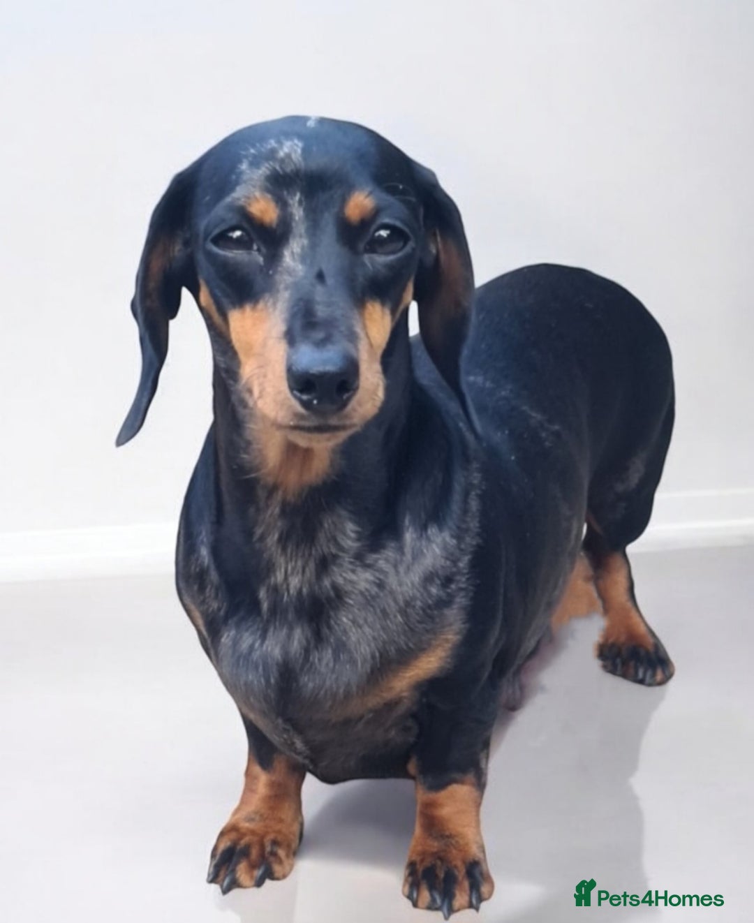 Miniature Dachshund dogs for sale: KC Daxi's health tested parents.READY - Image 33