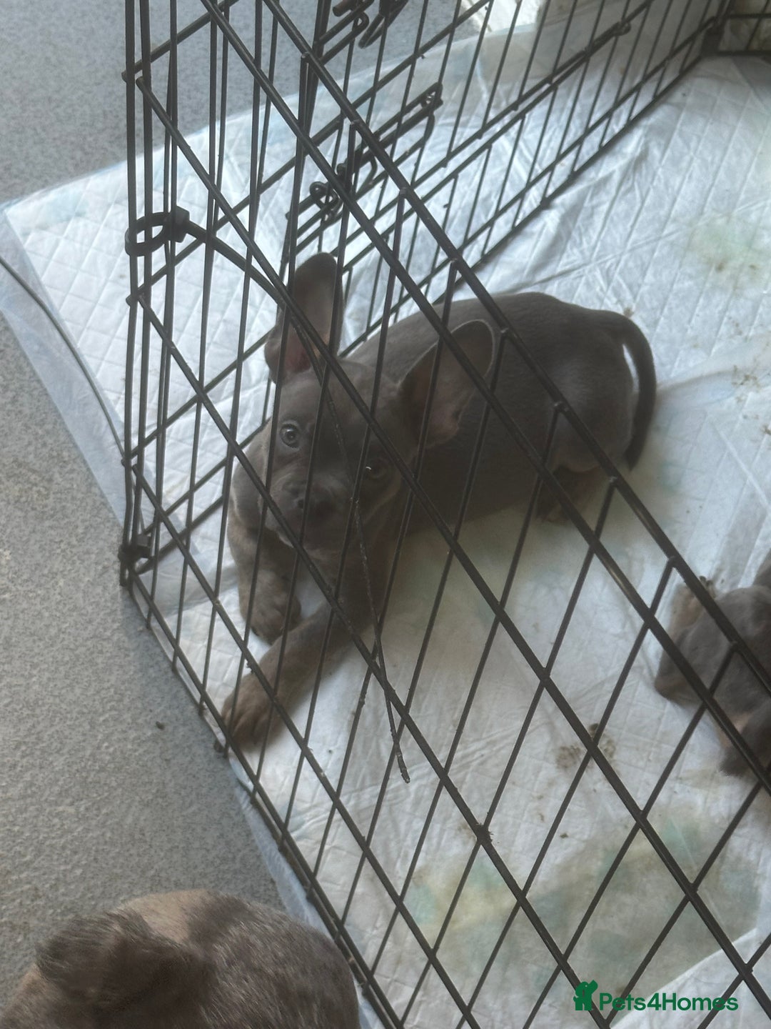 Mixed Breed dogs for sale: Frenchie cross pocket bullies  - Image 4
