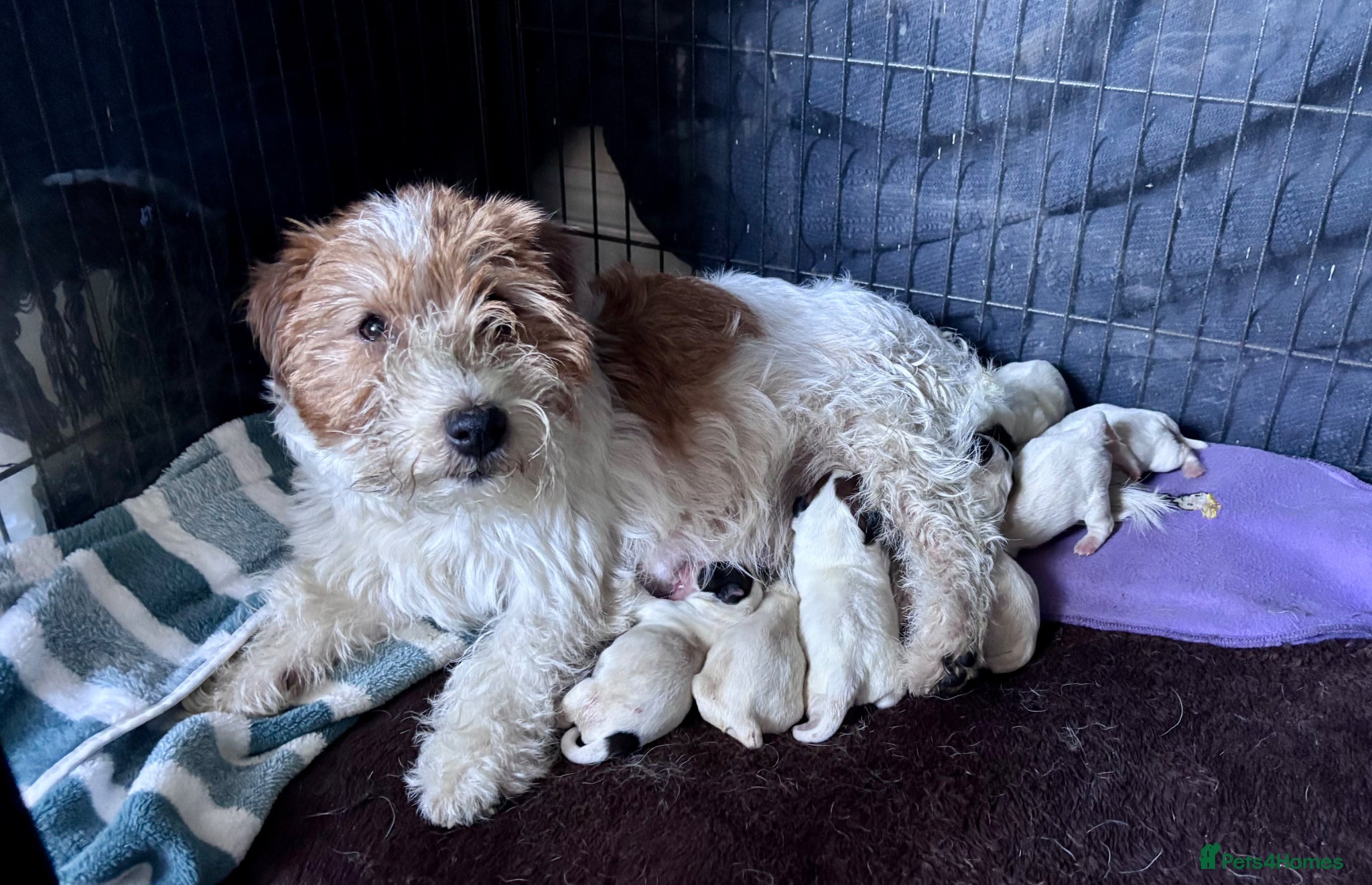 Jack Russell dogs 2 Boys left ready for their new homes. - Advert 1
