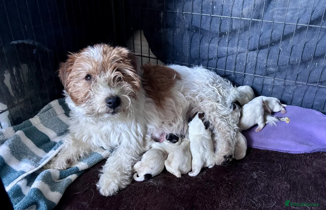Jack Russell dogs for sale: 2 Boys left ready for their new homes. in Newcastle upon Tyne - Advert 1