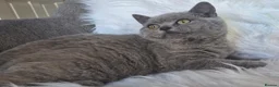 British Shorthair cats for sale: Beautiful Blue Male Kitten  - Advert 15