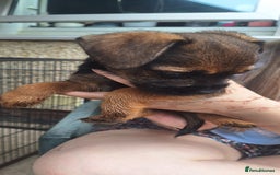 Border Terrier dogs for sale: Grizzle Border terrier pups slem tested parents  - Image 3