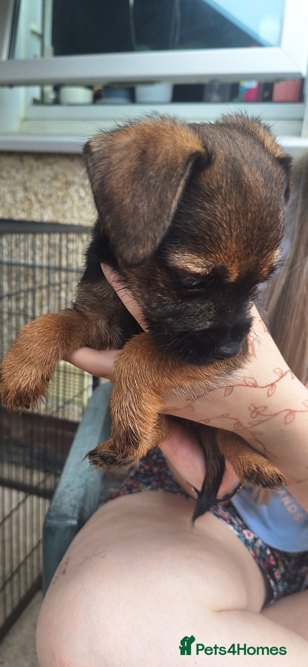 Border Terrier dogs for sale: Grizzle Border terrier pups slem tested parents  - Image 3