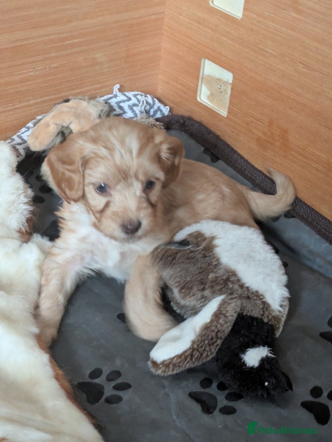 Cockapoo dogs for sale: STUNNING F1 COCKAPOO PUPPIES 2 FEMALES LEFT - Advert 11