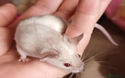 Mouse rodents for sale: Only Two male mice left  - Image 3