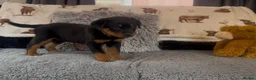 Rottweiler dogs for sale: Rottweiler Pups ready to leave  - Advert 18