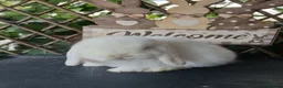 Mini Lop rabbits for sale: (ON HOLD) Beautiful purebred mini lop babies - Advert 8