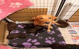 Labradoodle dogs for sale: Stunning Labradoodle Puppies  - Advert 3