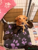 Labradoodle dogs Stunning Labradoodle Puppies - Advert 16