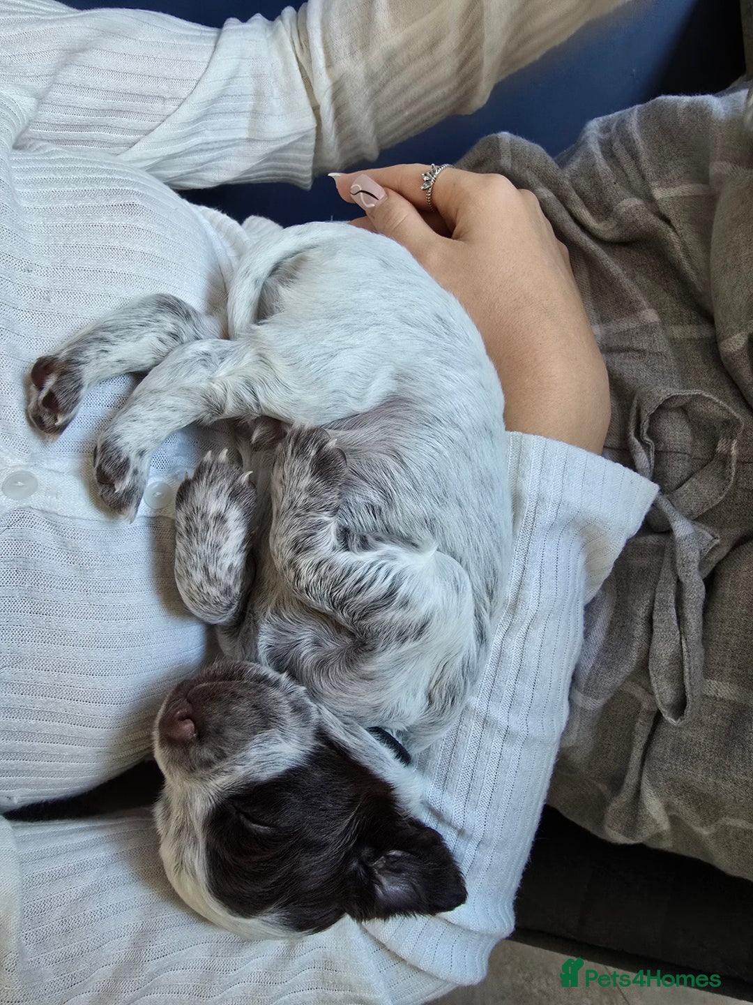 Cocker Spaniel dogs for sale: Cocker spaniel puppies  - Image 17