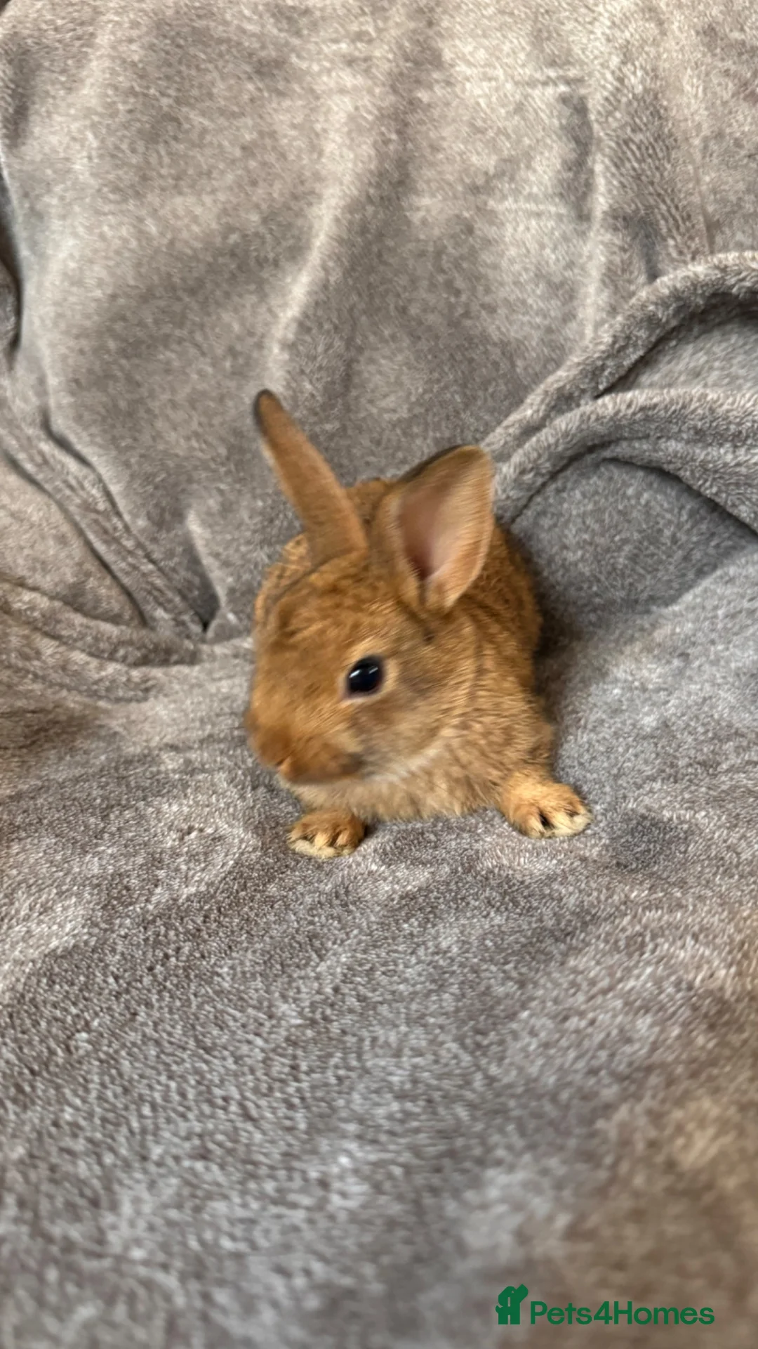 Mixed Breed rabbits for sale:     Fluffy Lionhead & Netherland Dwarf Mix Bunnies - Advert 2