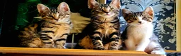 Bengal cats for sale: Kittens  - Advert 1