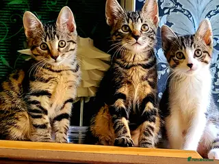 Bengal cats Kittens - Advert 1