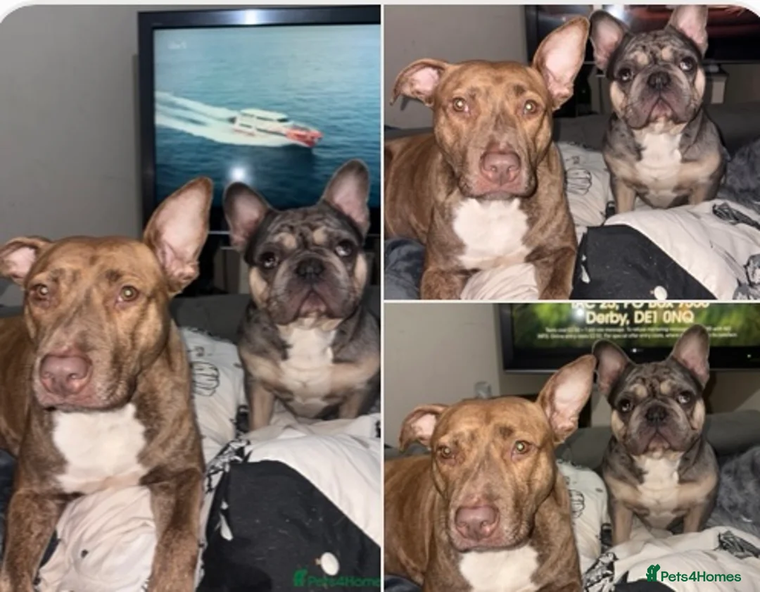 Mixed Breed dogs for sale: Puppy looking for his forever home - Advert 5