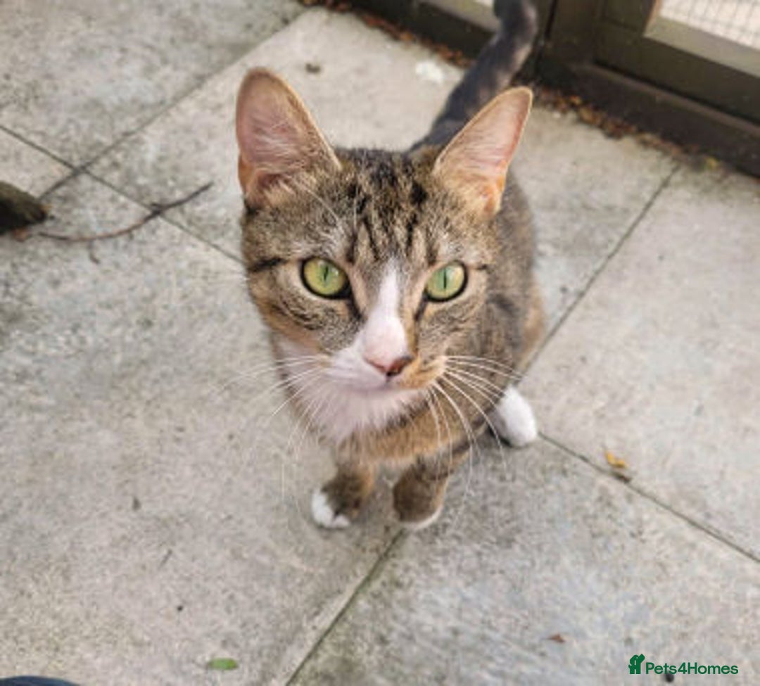 Mixed Breed cats for adoption: ALPHA - Image 3