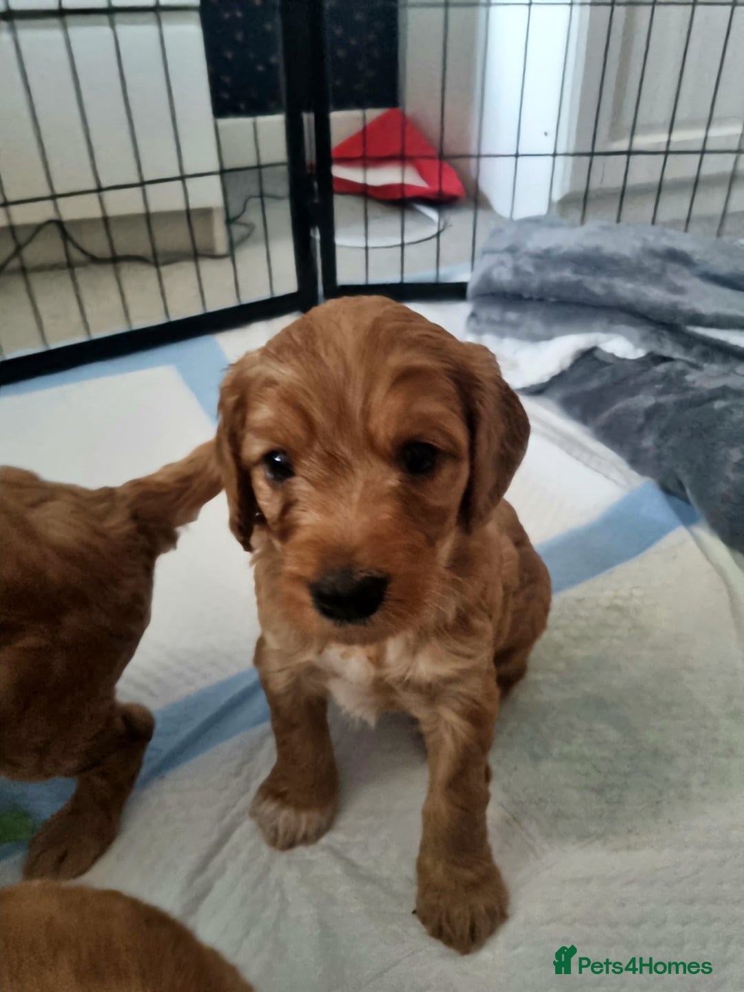 Cockapoo dogs for sale: Sweet and beautiful golden/red boy cockerpoo  - Image 4