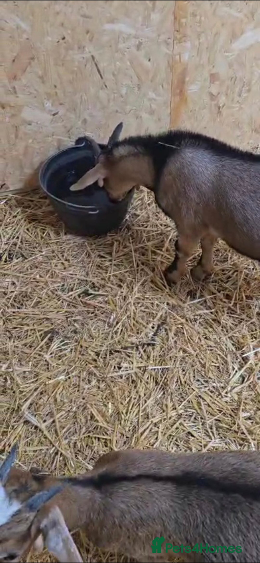 Goats livestock for sale: Billy Goat for sale - Image 4
