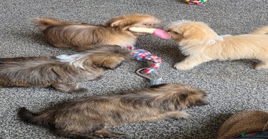 Shih Tzu dogs - Advert 13