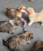 Shih Tzu dogs - Advert 7