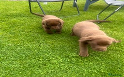Labrador Retriever dogs for sale: Chunky Chocolate Labrador Puppies - Image 4