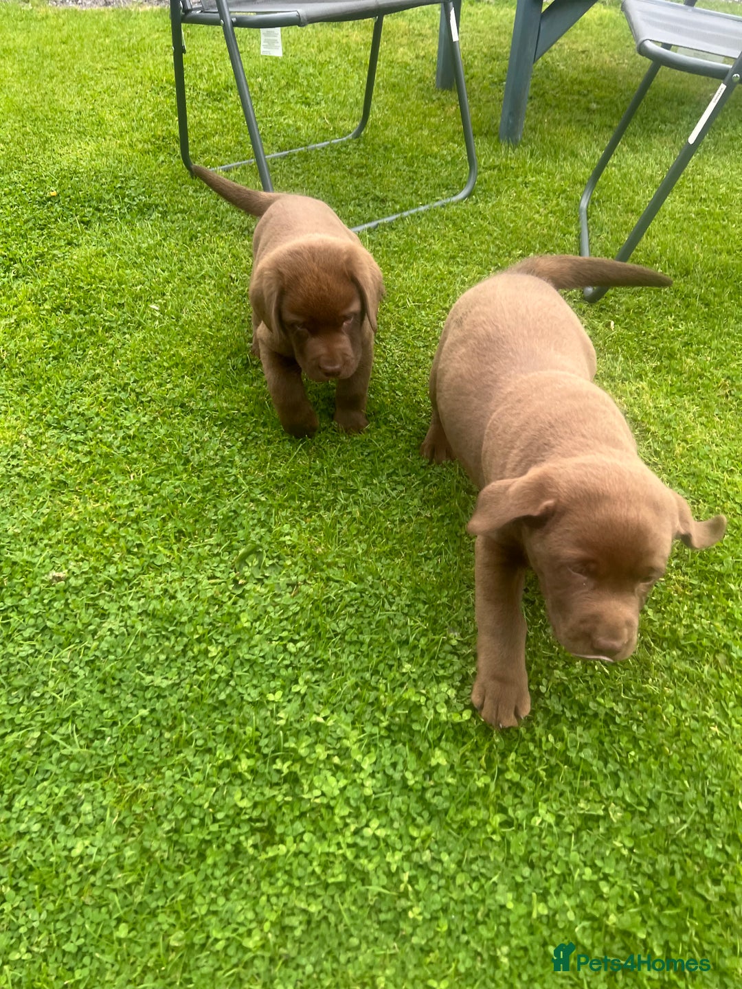 Labrador Retriever dogs for sale: Chunky Chocolate Labrador Puppies - Image 4