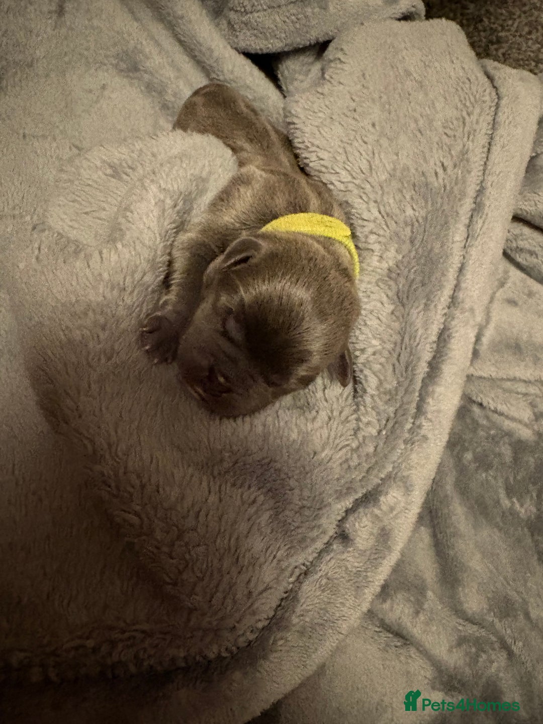 Pug dogs for sale: 6 stunning pugs for sale - Advert 6