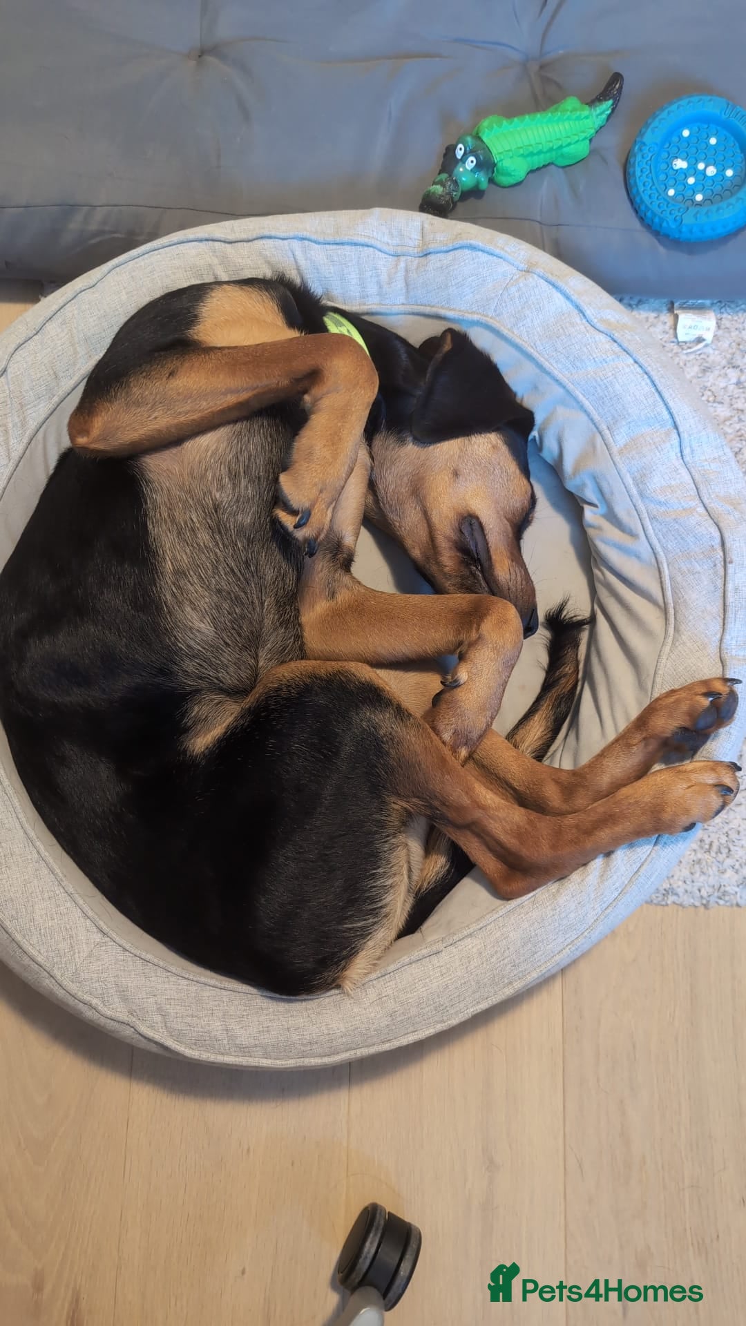 Mixed Breed dogs for adoption:  Meet Aldo – The Sweetest Cuddle Bug in London! - Image 7