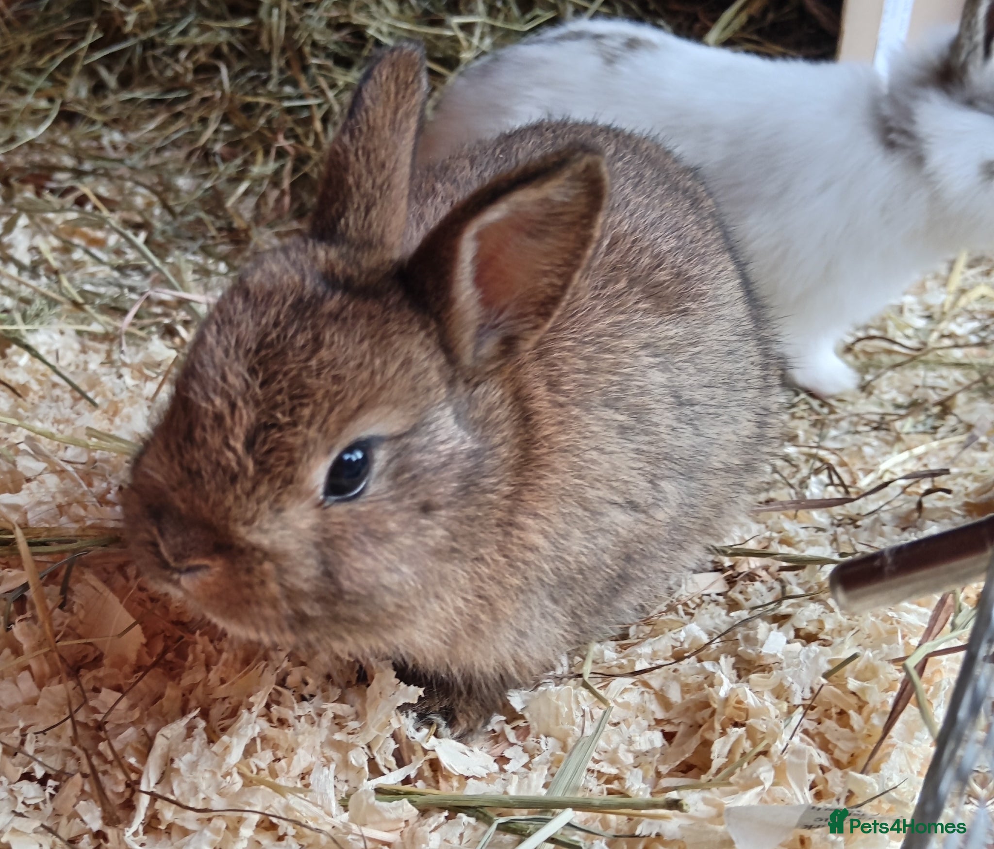 Mixed Breed rabbits Beautiful baby bunny for sale - Advert 1
