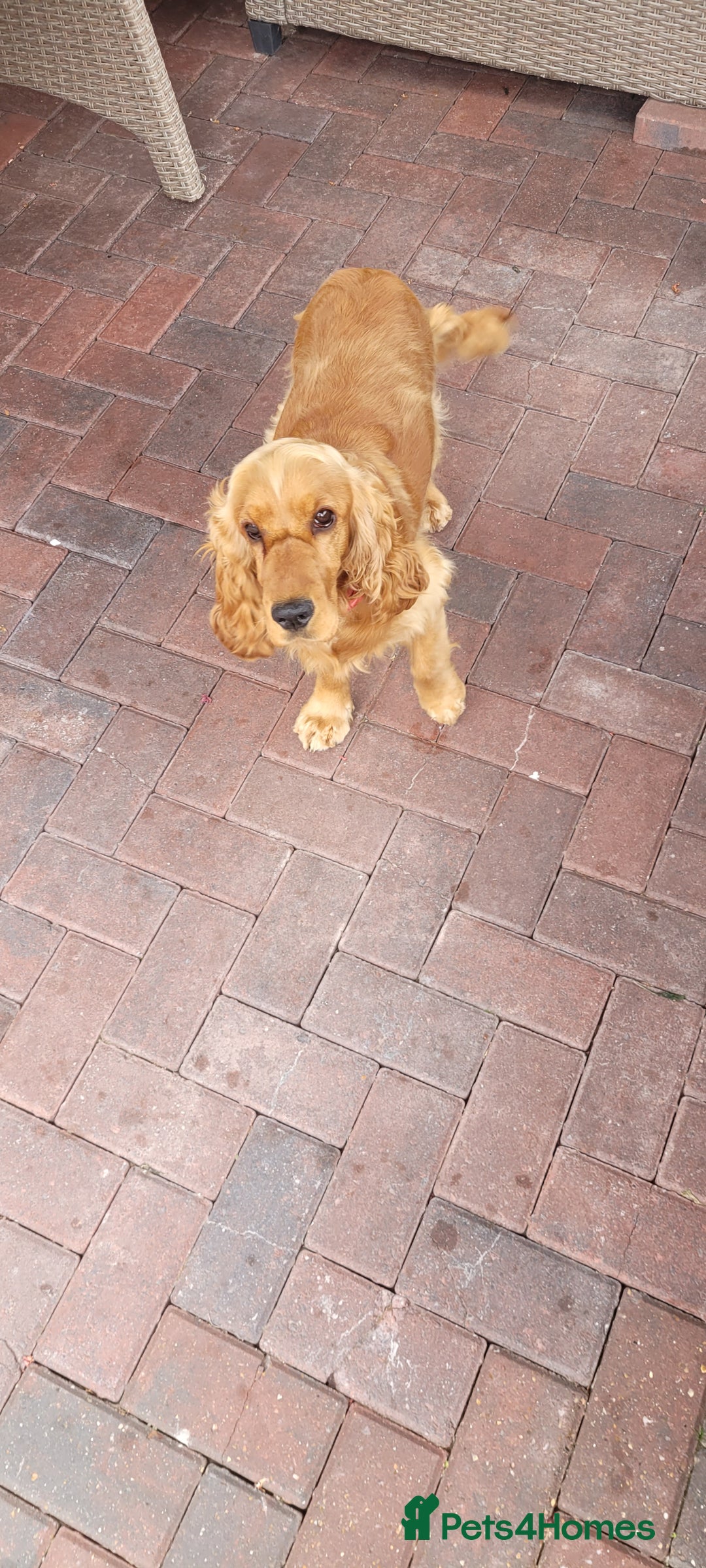 Cocker Spaniel dogs for sale: Show class golden cocker spaniel bitch kc reg - Image 5