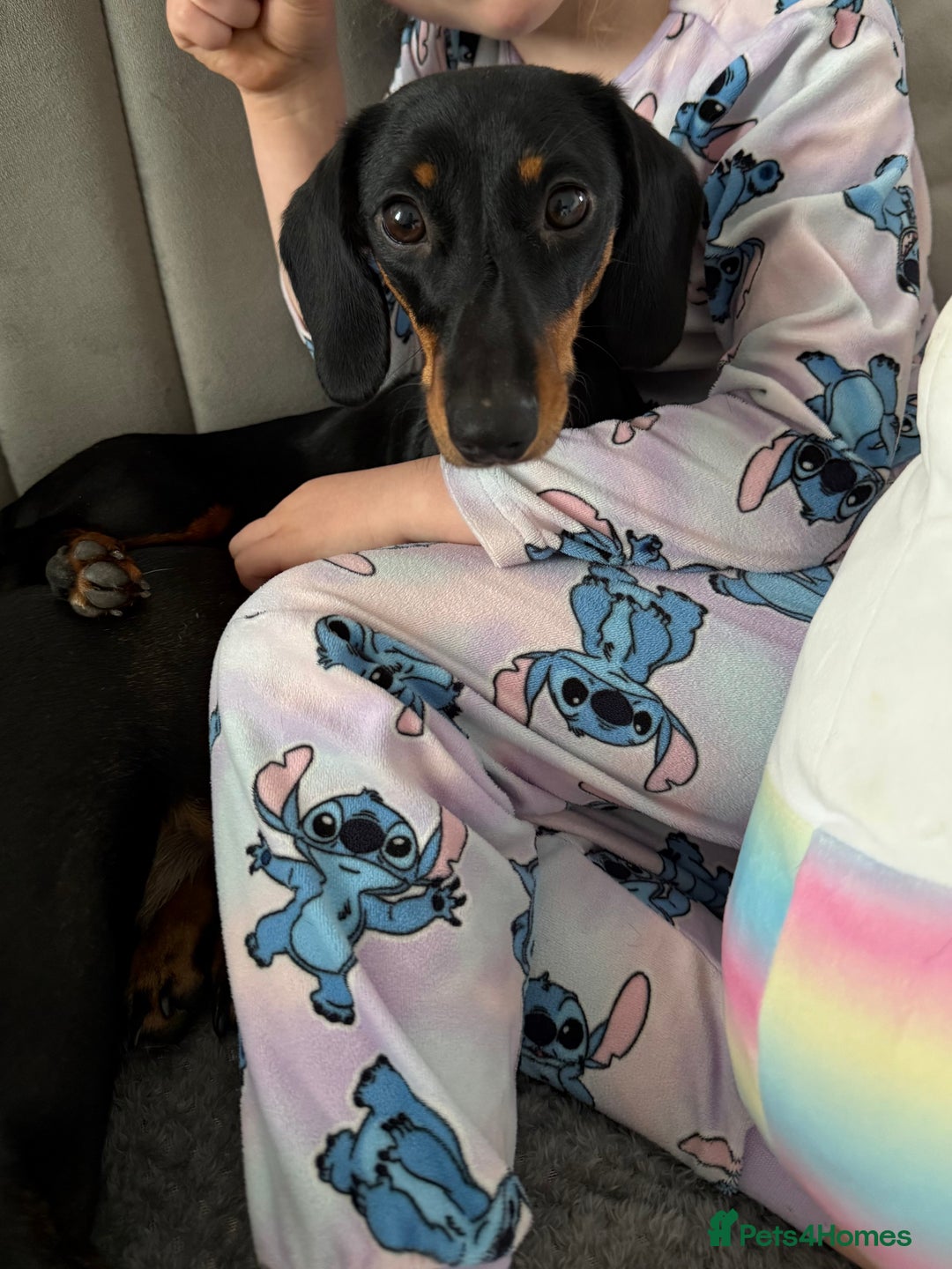 Miniature Dachshund dogs for sale: Miniature Dachshunds – 9 Months Old (Sisters) - Image 7