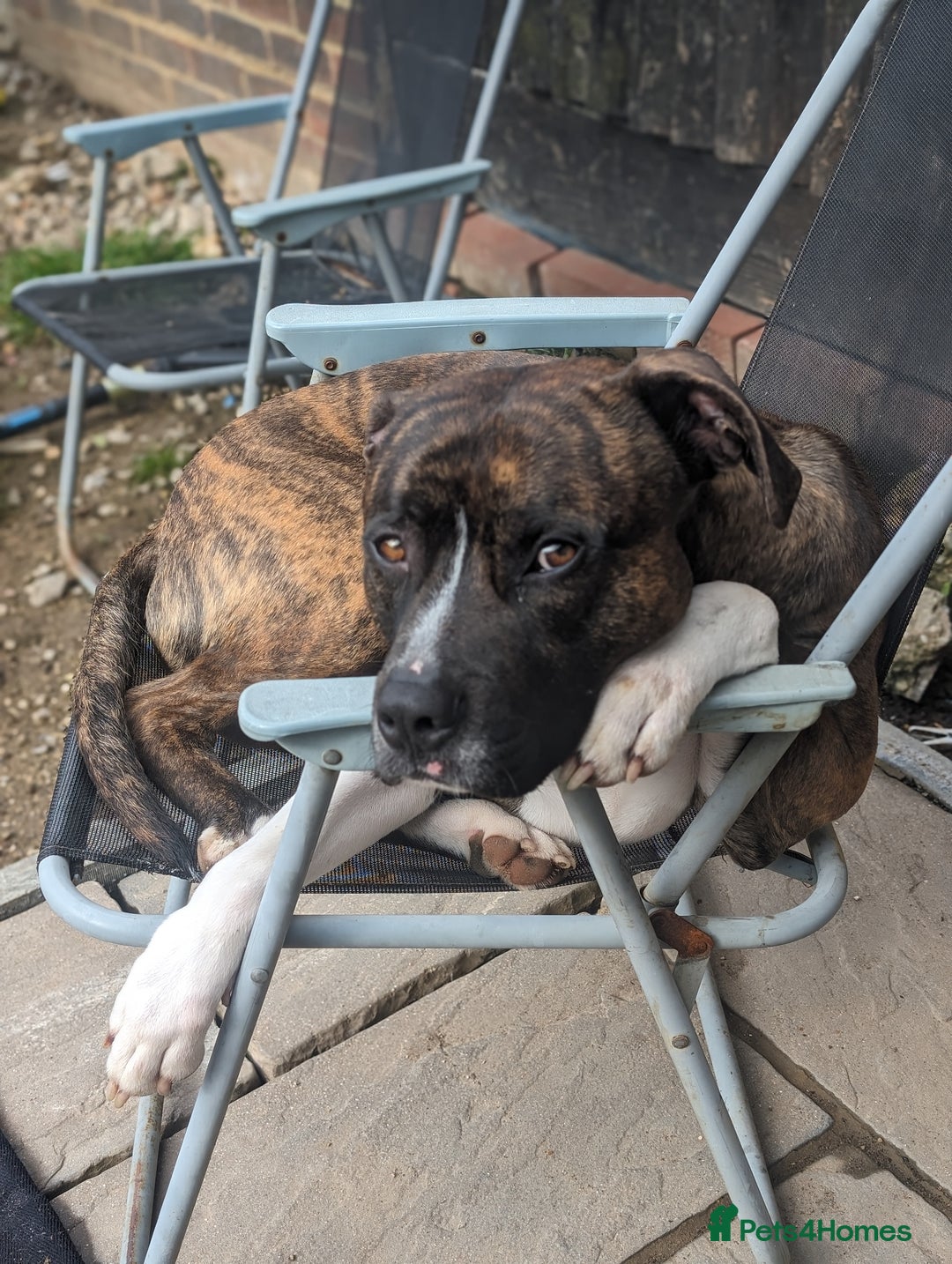 American Bull Staffy dogs for stud: For Stud - Image 2