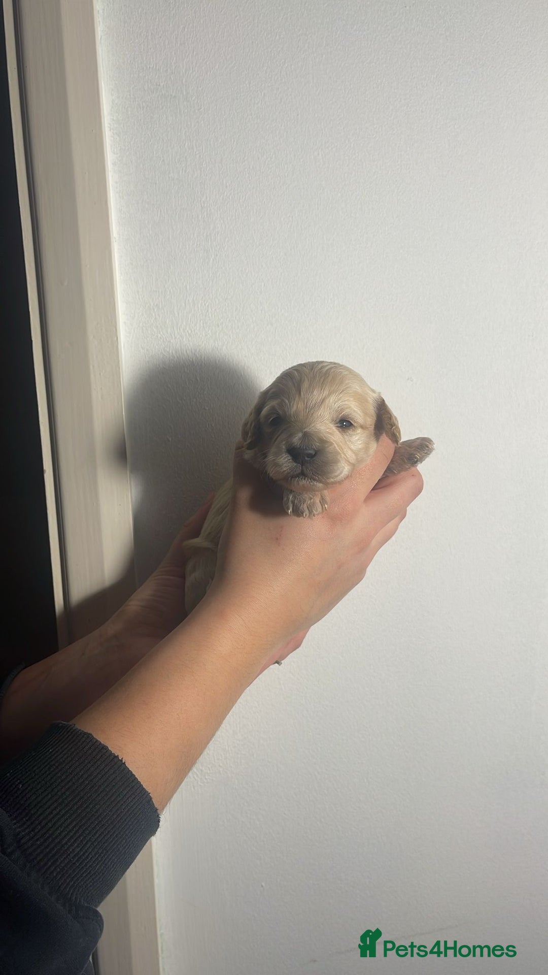 Cockapoo dogs for sale: BEAUTIFUL LITTER OF COCKAPOO  - Advert 5