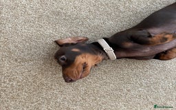 Miniature Dachshund dogs for sale: KC Miniature Dachshund  - Image 7