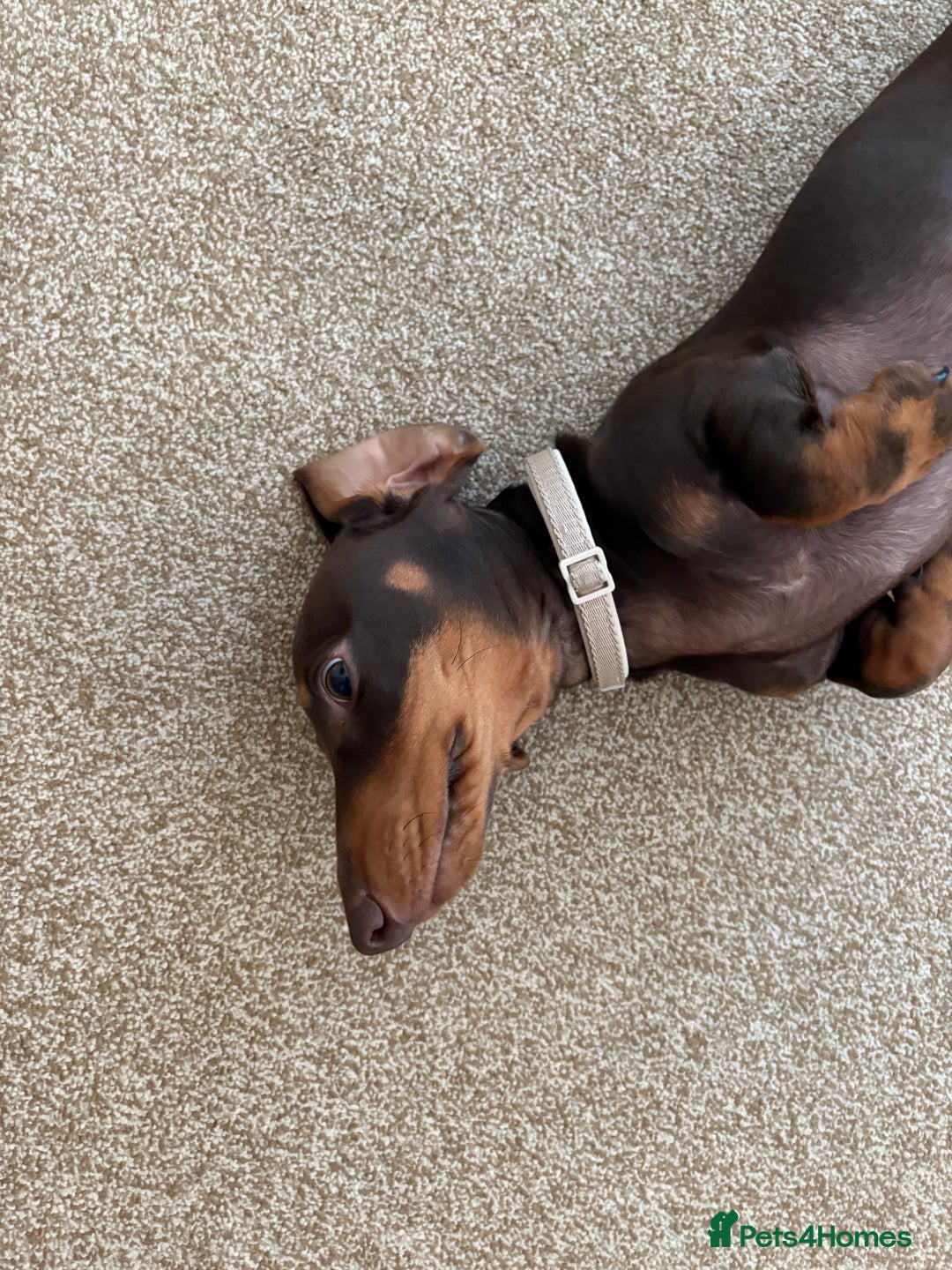 Miniature Dachshund dogs for sale: KC Miniature Dachshund  - Image 7