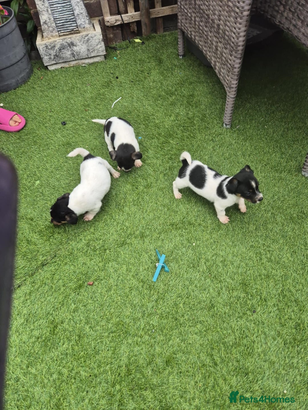 Jack Russell dogs for sale: Jack Russel puppies  - Image 13