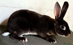 Rex rabbits for sale: Two mini rex - Image 2