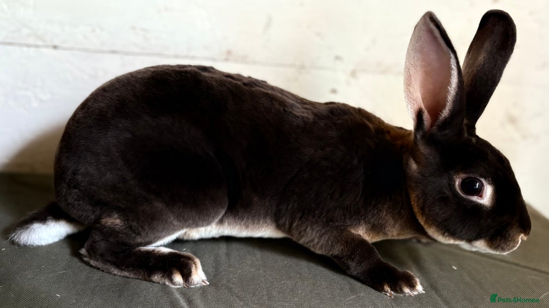Rex rabbits for sale: Two mini rex - Image 2