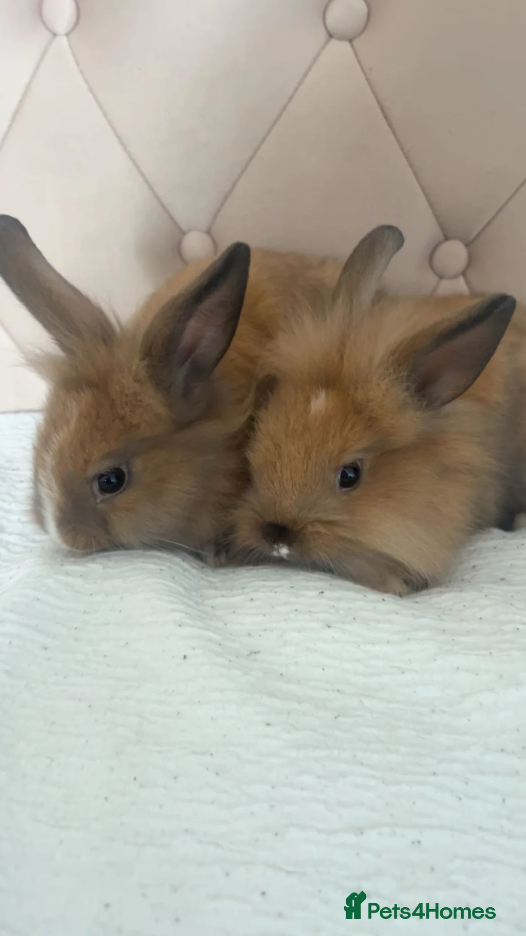 Lionhead rabbits for sale: Lionheads  - Advert 4