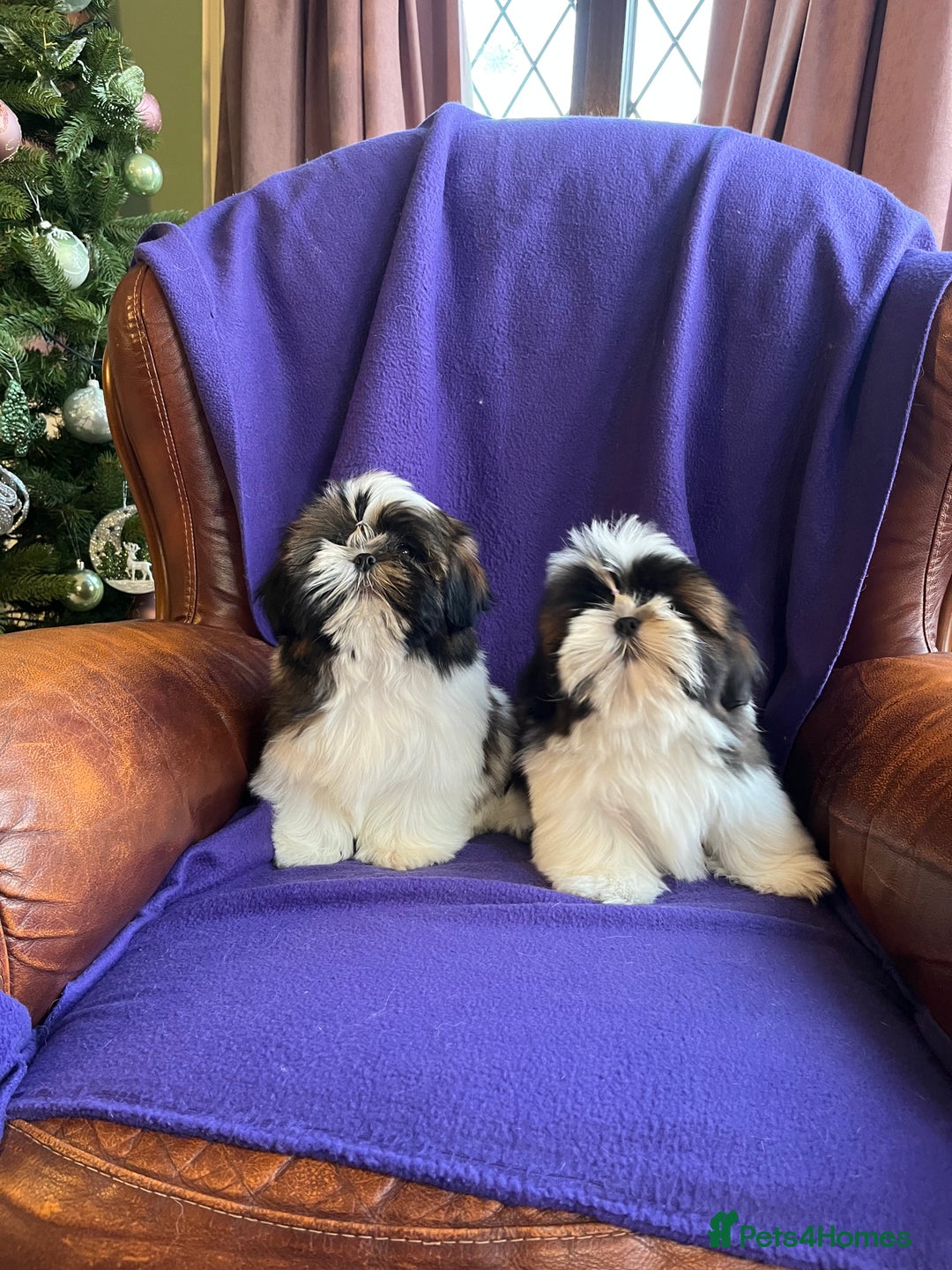 Shih Tzu dogs for sale: Lovely ShihTzu puppies - Advert 9